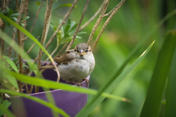 Moineau domestique 2