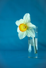 Narcisse 1