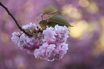 Fleurs de cerisier 17