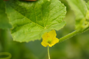 A herb and the yellow flower of the plant
