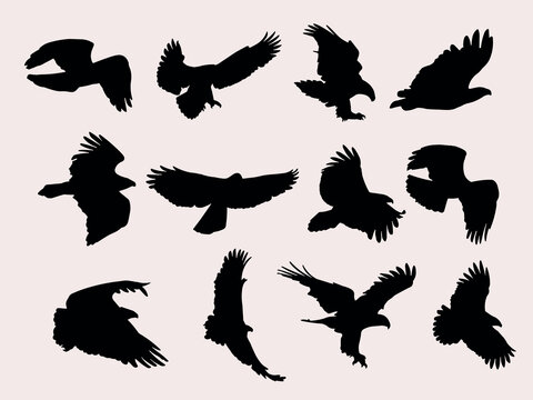 eagle silhouette vector illustration.eagle bird clipart collection