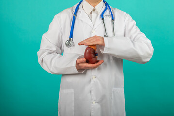 Doctor hands holding kidneys shape. Health care, medical insurance concept.