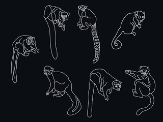 hand drawn lemur outline clipart icon set.lemur line art vector illustration collection © Rifai
