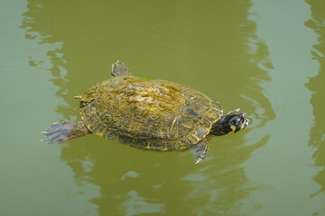 Tortue