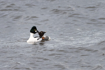 Male and female goldeneye (Bucephala clangula), Edinburgh, Scotland