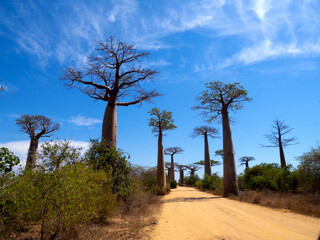 Fototapeta na wymiar The very popular Allée des Baobabs, Adansonia grandidieri, is frequented by tourists. Southern Madagascar.
