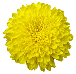 A large chrysanthemum, the flower color is light yellow.