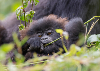 Baby gorilla in natural habitat looking towards camera