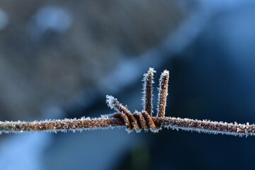Barbed wire, macro