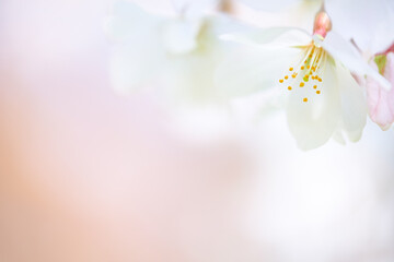 淡いボケの中に咲く一輪の桜