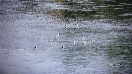 seagulls in the river Rome Italy