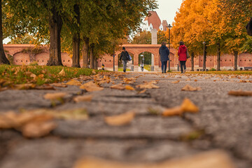 autumn park with yellow trees and yellow grass in ingolstadt city bavaria germany	