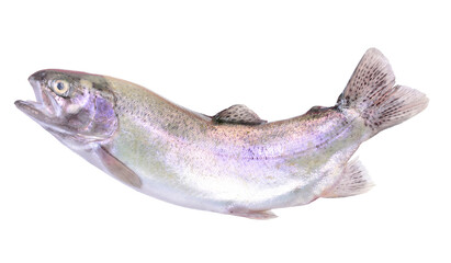 Fish trout on white background
