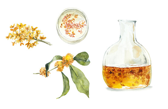 Osmanthus syrup. Autumn motives. Watercolor hand drawn illustration