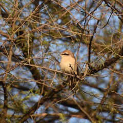bird on a branch