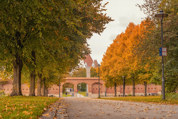 Obraz premium autumn park with yellow trees and yellow grass in ingolstadt city bavaria germany 