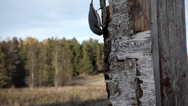 A nuthatch grabs big chunks of food from a hole in a tree by a meadow.