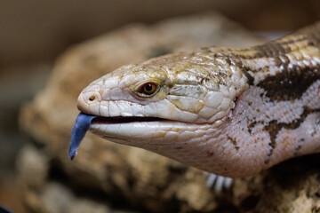Lizard In a Terrarium