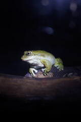 Rain Frog In a Terrarium