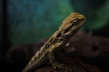 Lizard In a Terrarium