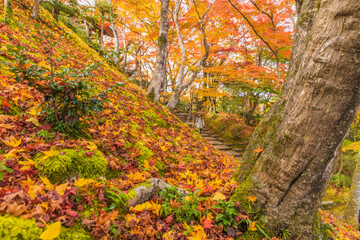 京都嵯峨野　常寂光寺の紅葉
