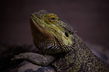 Fototapeta premium Lizard In a Terrarium