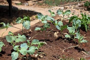 Home garden with kales.
