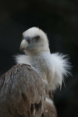 Gryphon Vulture