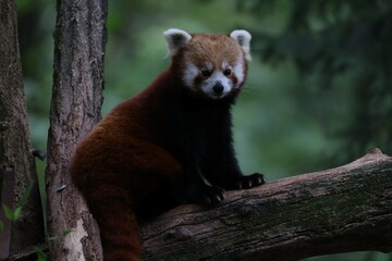 Naklejka premium Red Panda in Zoo