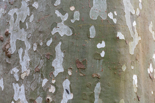 old sycamore tree trunk and hard bark, textrura looks like a camouflage uniform