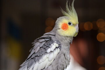 Cute pet parrot.Beautiful bird.Cockatiel parrot.Beautiful photo of a pet.Ornithology.Photo with bokeh.Beautiful feathers.Beautiful photo of a bird. Ornithology.Funny parrot.A bird with a crest.