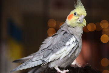 Cute pet parrot.Beautiful bird.Cockatiel parrot.Beautiful photo of a pet.Ornithology.Photo with bokeh.Beautiful feathers.Beautiful photo of a bird. Ornithology.Funny parrot.A bird with a crest.