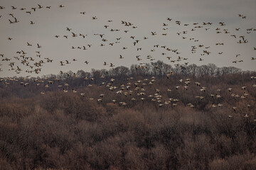 Thousands of Snow Geese fly over the marsh