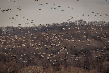 Thousands of Snow Geese fly over the marsh