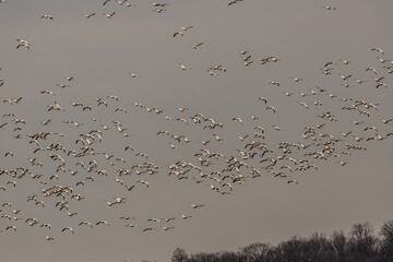 Thousands of Snow Geese fly over the marsh