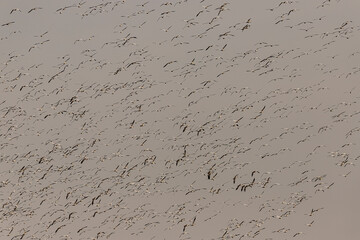 Thousands of Snow Geese fly over the marsh
