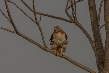 Red-tailed Hawk perched on a tree branch