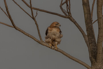 Red-tailed Hawk perched on a tree branch