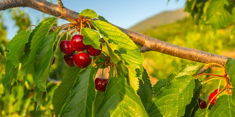 Cherries on the Cherry Tree, Valle del Jerte, Spanish Goods of Cultural Interest, Cáceres,...