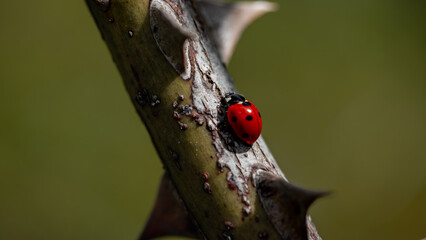 ladybug on a stem