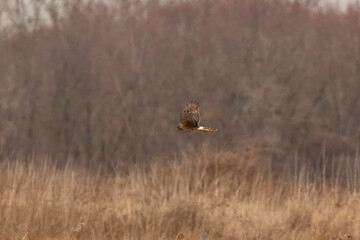 Female Northern Harrier flies over the marsh