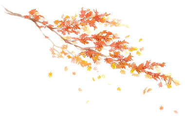 秋に紅葉し舞い散るもみじの枝の水彩イラスト(透過PNG)
