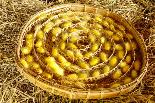 Yellow cocoon before making into silk threads. silk worm cocoons.A source of silk thread and fabric