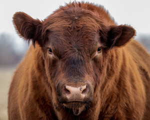 Brown Cow