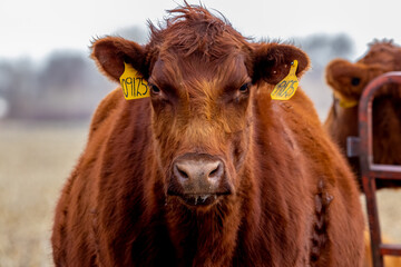 portrait of a cow