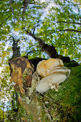 Wild Mushroom, Hayedo de la Pedrosa Beech Forest, Riofrío de Riaza, Sierra de Ayllón, Segovia, Castilla y León, Spain, Europe