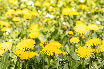 Yellow blooming dandelions on a spring meadow on a sunny day. Selective focus.