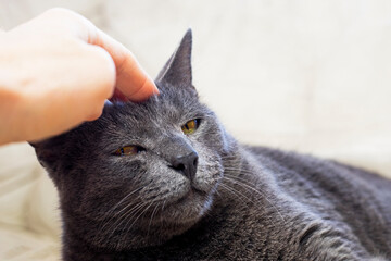 close-up of the muzzle of a sick gray burmese cat. horizontal