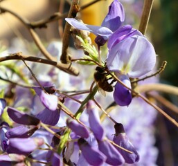 close up of a lilac