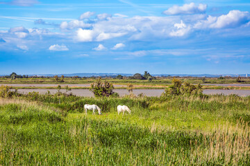 White thoroughbred horses